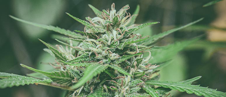 What is hybrid cannabis?